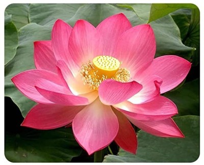 CYBEXIS XLL-35 - Aquatic Lotus Flower - (270 Seeds) Seed(270 per packet)