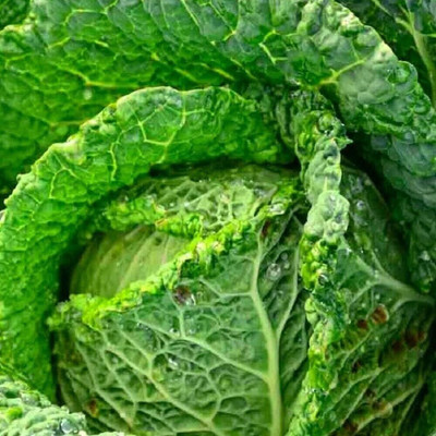 WILLVINE GOI -VII Savoy Perfection Cabbage [50g] Seed(15000 per packet)