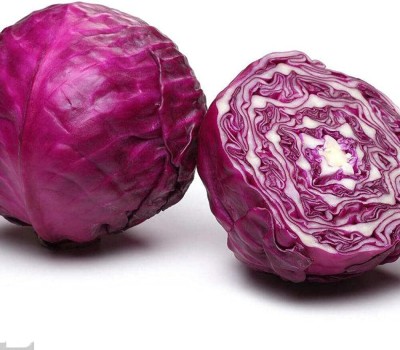 KNESSiN Cabbage Early Red Purple Seed(1250 per packet)