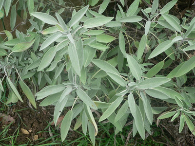 Qualtivate PUA-6A Broadleaf Sage Heirloom Seed(100 per packet)