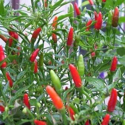 TRICONE Chilli Seed(100 per packet)