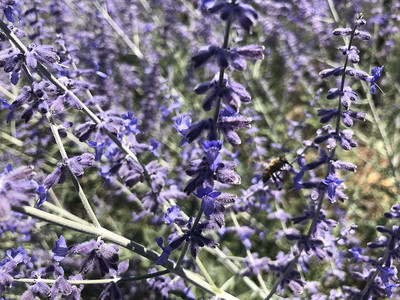 CYBEXIS LX-81 - Russian Sage - (1350 Seeds) Seed(1350 per packet)