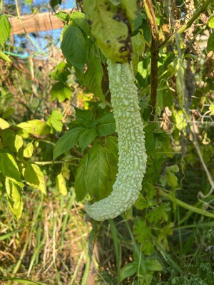 Kodali Hybrid F1 Bitter Gourd Seeds Pack Of 10 Seed(10 per packet)
