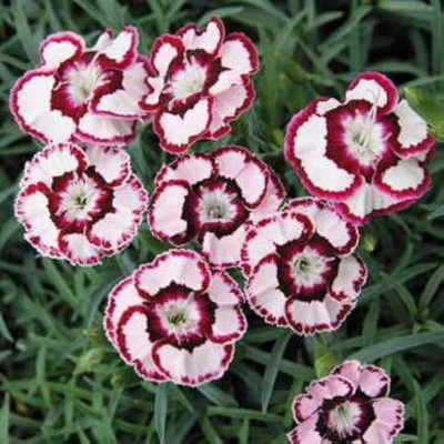 LIFELEX Sweet William Mix Colour Seed(19 per packet)