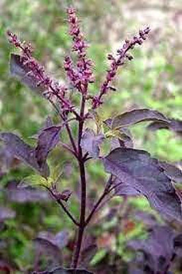 Aywal Shyam Tulsi Seed(15 per packet)