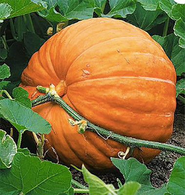 LIFELEX Hybrid Pumpkin Seeds, (Kaddu / Kumra) Seed(45 per packet)