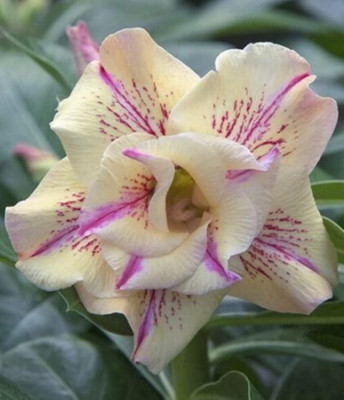 Qualtivate LXI-791 Desert Rose Cream Purple Adenium Seed(30 per packet)