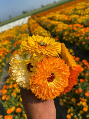 Aywal Calendula Mix Seed(80 per packet)