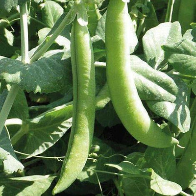 CYBEXIS Green Peas Vegetable Seeds 1600 Seeds Seed(1600 per packet)