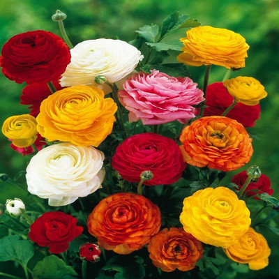 Aywal Helichrysum Flower Seed(80 per packet)