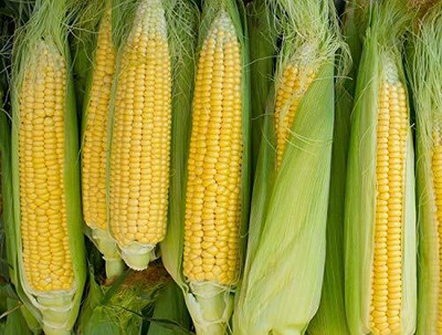Qualtivate RES-6A Corn Makka Seed(400 per packet)