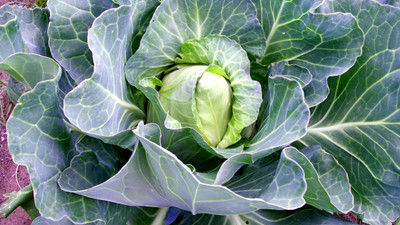 BDSresolve Organic cabbage seeds/cabbage seeds 31 Seed(31 per packet)