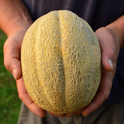 CYBEXIS VXI-70 - Muskmelon & Open-Pollinated - (150 Seeds) Seed(150 per packet)