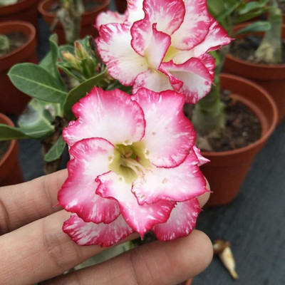 Qualtivate KGF -415 Desert Rose Adenium Obesum Mixed Colors Seed(30 per packet)