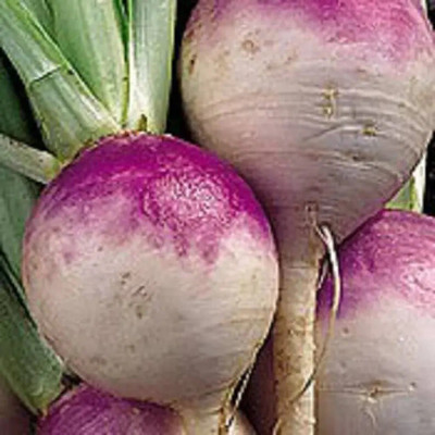 Quentova Organic - Purple Top White Globe Turnip-XIL-8P Seed(300 per packet)