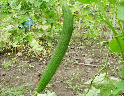 UGRA Sponge Gourd/turai/tori Seed(60 per packet)