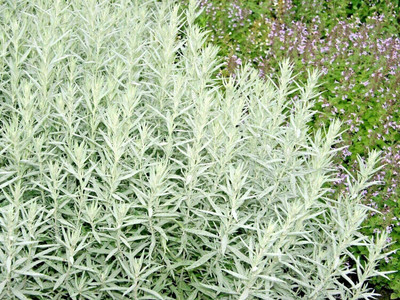 VibeX TLX-41 - Prairie SAGE / White Sagebrush - (1350 Seeds) Seed(1350 per packet)