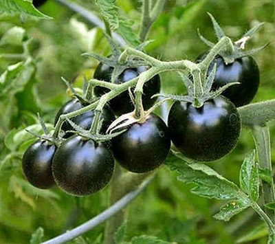 LPR TOMATOO,TAMATARR Seed(40 per packet)