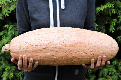 Qualtivate HYB-2A Pumpkin Pink Banana (Cucurbita Maxima) Seed(50 per packet)
