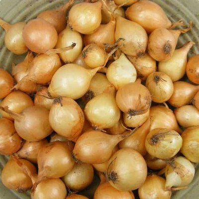 Qualtivate ICRA-8A Yellow Stuttgarter Onion Seeds Seed(500 per packet)
