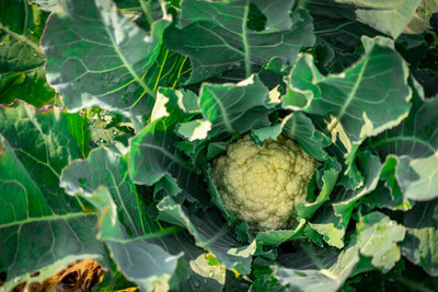 CALIBER white cauliflower,gobhee seeds Seed(15 per packet)