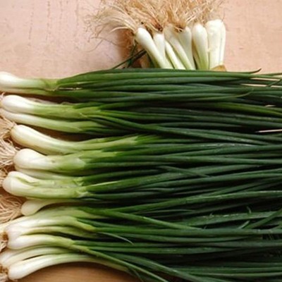 CYBEXIS Shallot Green Onion Seeds4000 Seeds Seed(4000 per packet)