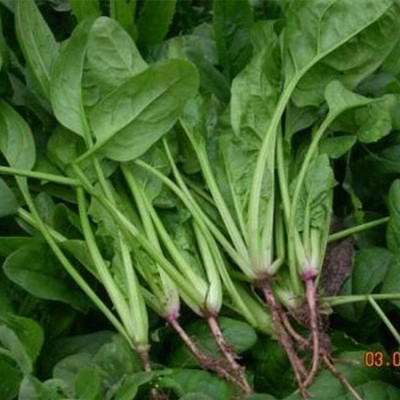 KNESSiN Bolting-Resistant Spinach Seed(1250 per packet)