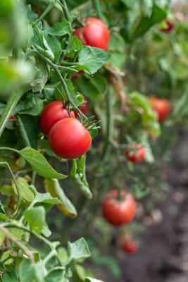 UPASSANA tomato Seed(85 per packet)