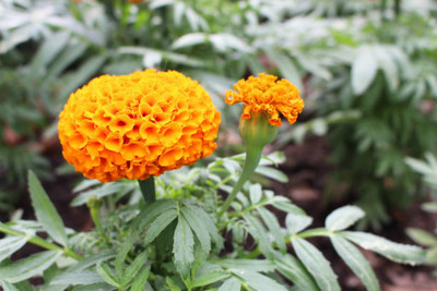 wequality marigold,gende ka phool seeds Seed(20 per packet)