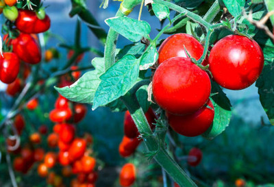 Cloud Farm tomato Seed(55 per packet)