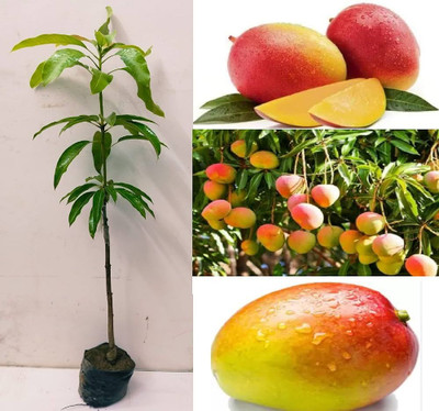 ibains Japan mango seeds Seed(1 per packet)