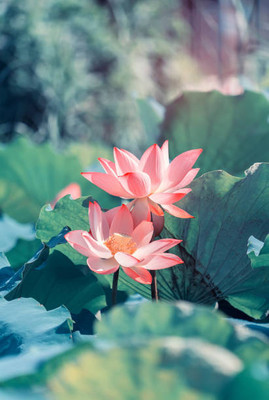 dorvik collections lotus,kamal gatta Seed(15 per packet)