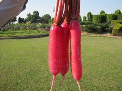 CYBEXIS RADISH PINK SEEDS-100 Seeds Seed(100 per packet)