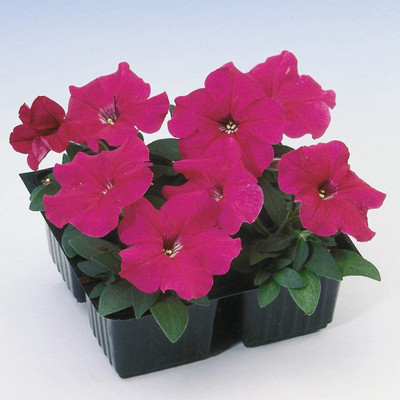 CYBEXIS Petunia Multiflora Rose Seeds Seed(50 per packet)