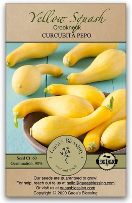 CYBEXIS PAU-28 - Crookneck Yellow Squash - (75 Seeds) Seed(75 per packet)