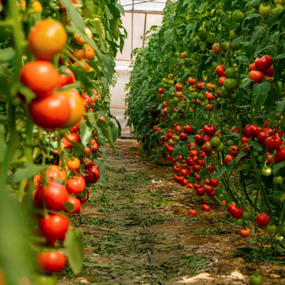 DHENU PRASAD F1 Hybrid Big Round Tomato Seed(978 per packet)