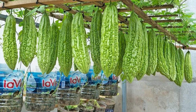 HYBRID Hybrid bittergourd seeds karela beej highest yield Verity early fruiting 10g Seed(10 g)