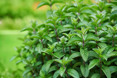 LPR PUDINA,MINT Seed(30 per packet)