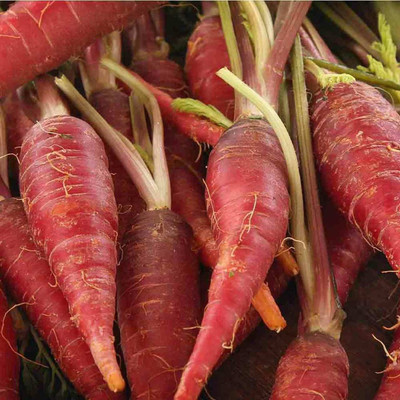 CYBEXIS TLX-41 - Japanese Kyoto RED Carrot - (2250 Seeds) Seed(2250 per packet)
