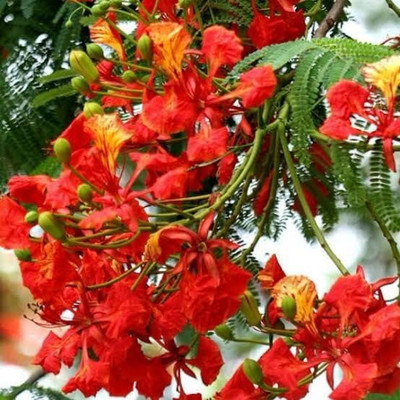 Garden Basket Hubb Gulmohar Seeds/Ornamental tree seed/Avenue Tree seed/Delonix regia seed Seed(133 per packet)
