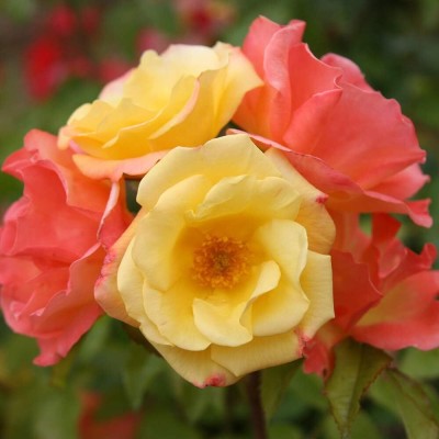 Qualtivate XXX-1A Climbing Roses Seeds Seed(25 per packet)