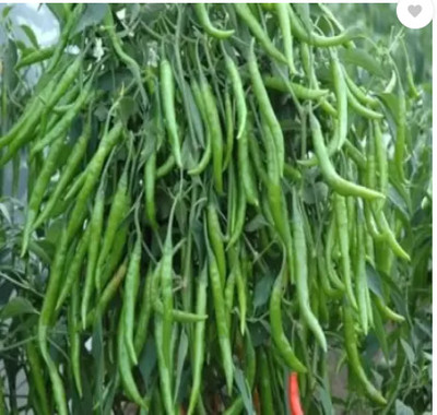 GROW-N-KNOW CW44 CHILLI (MIRCH OR MIRCHI) BEST QUALITY F1 HYBRID Seed(30 per packet)