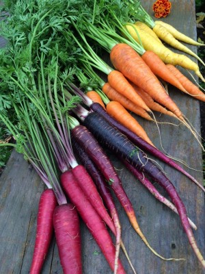 VibeX NDIR-68 - Rainbow Blend Carrot - (750 Seeds) Seed(750 per packet)