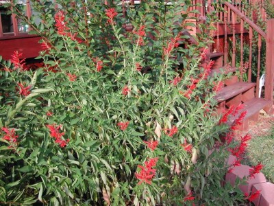 VibeX VXI-70 - PINEAPPLE SAGE Red Salvia Elegans - (1350 Seeds) Seed(1350 per packet)