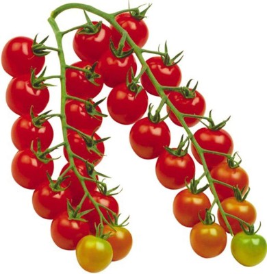 CYBEXIS Red Cherry Tomatoes Seed(2000 per packet)