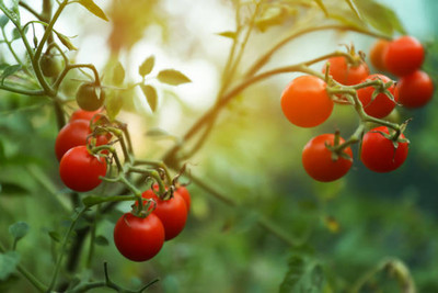 GARDENIFY INIDA tomato Seed(150 per packet)