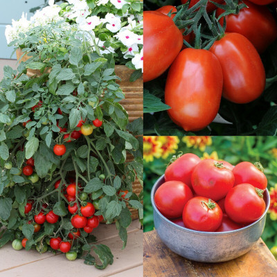 the green dotcom VNR Fresh Tamato Vegetable Hybrid Seed(50 per packet)