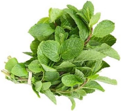 VibeX LXI-39 - Herb Mint Common Green - (150 Seeds) Seed(150 per packet)