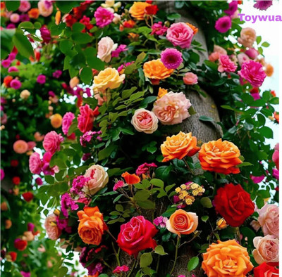 Toywua Elegant Climbing Rose Flower Seeds Nature’s color Seed(25 g)