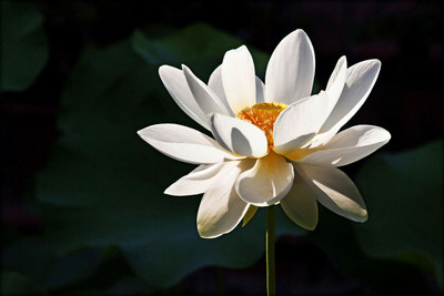 Hybrid Galaxy Lotus (Kamal gatta) Seed(10 per packet)